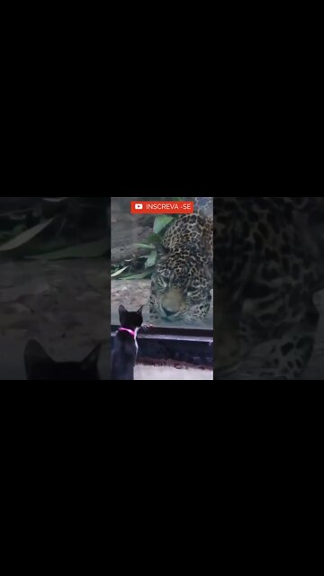 Será que você e amigo ou cardápio? #shorts