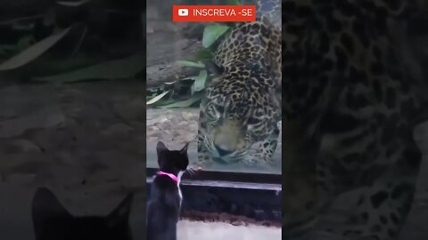 Será que você e amigo ou cardápio? #shorts