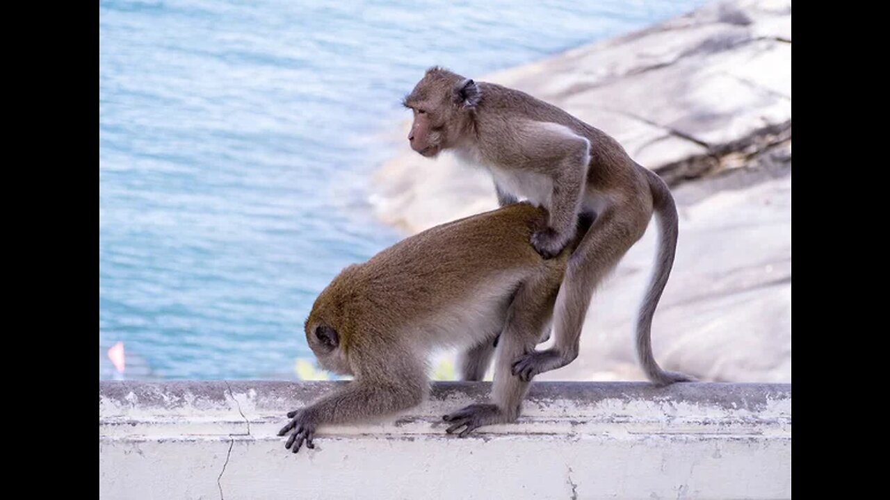 How mankay sex with each other.. lits watch this video