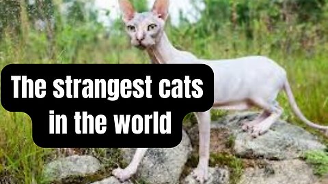 The strangest cats in the world