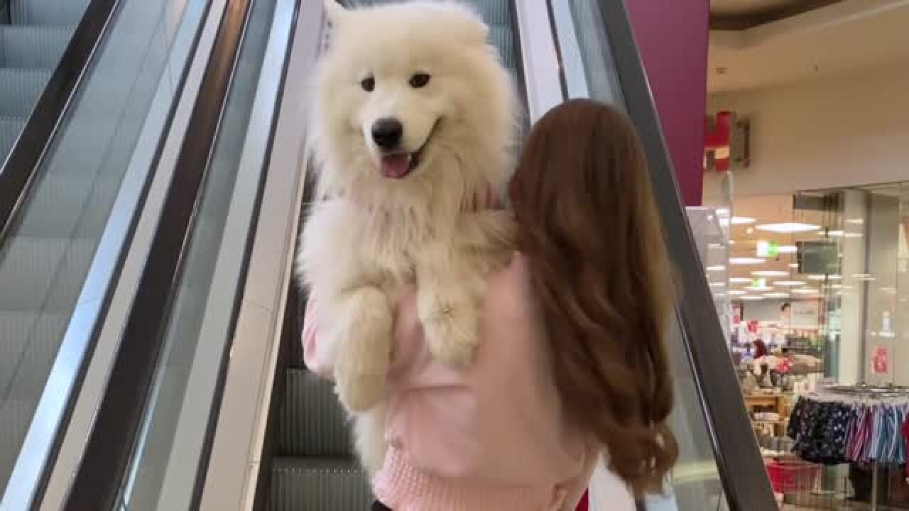 Felix the Samoyed adorably gets carried up the escalator