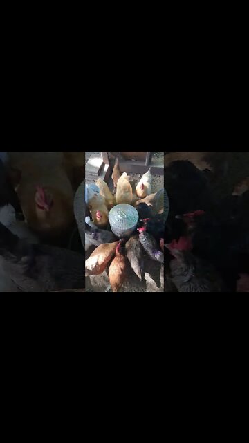 time-lapse chickens