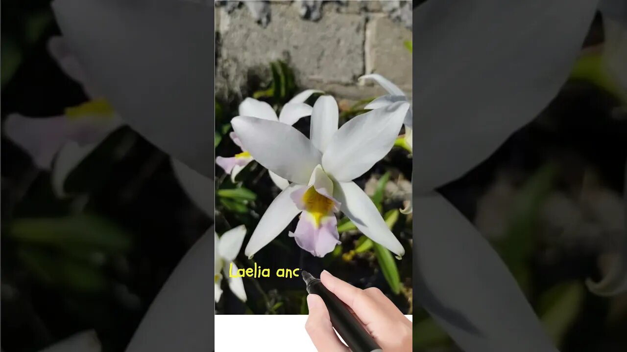 Laelia anceps semialba