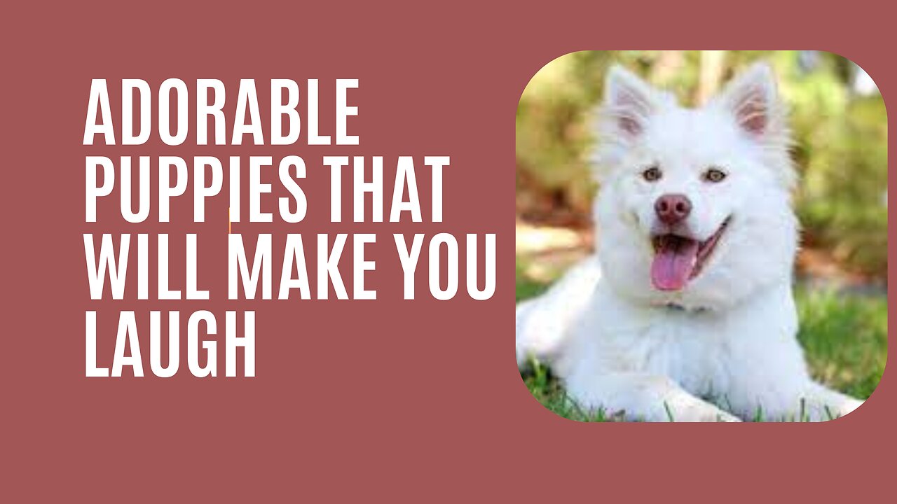 LOVING AND PLAYFUL DOGS