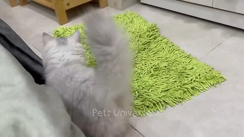 You Laugh You Lose 😅 Funniest Cats and Dogs 2023 😻🐶