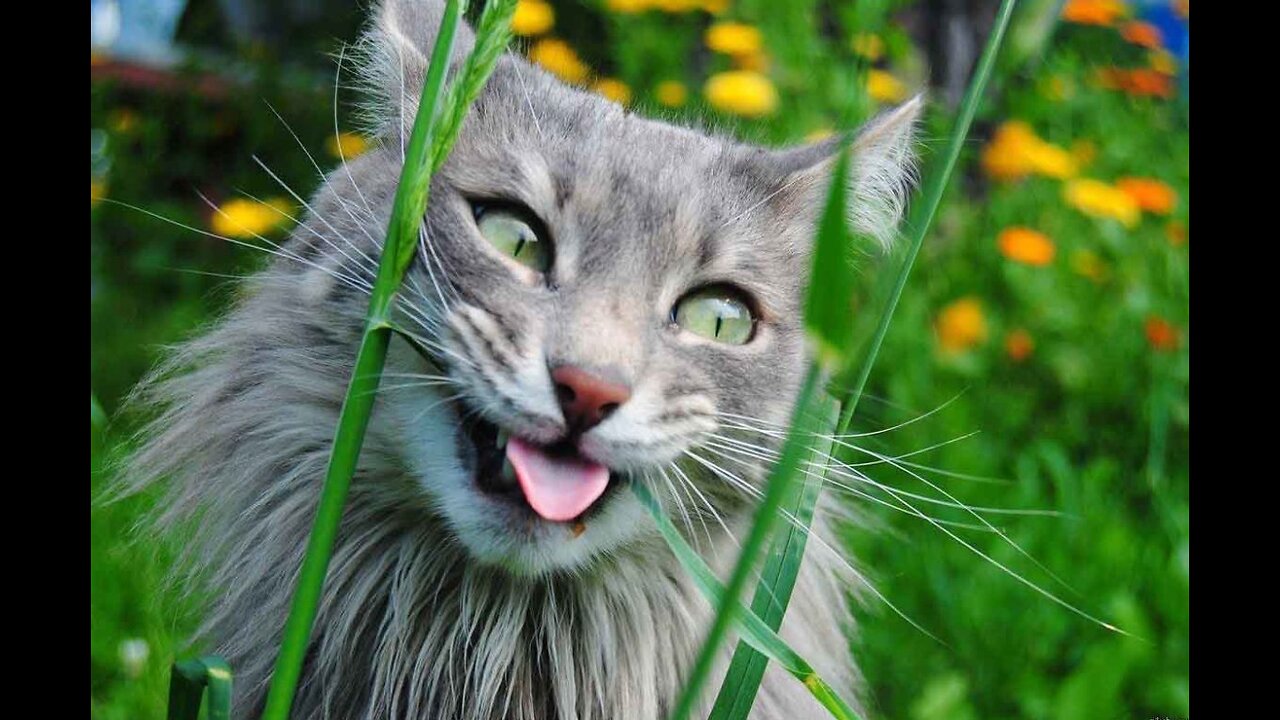 Funny cats and dogs