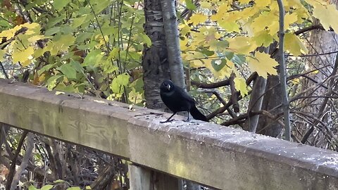 I think this black bird is called Golden eye?