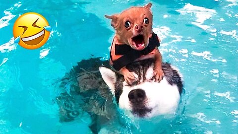 Funniest Dog Fails 2023😹🐶 - Caught On Camera! | Pin Funny Top