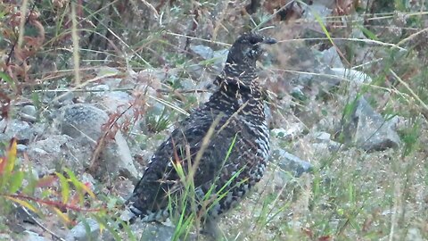 Canadian Pre-Thanksgiving Grouse Road Hunt: 2022