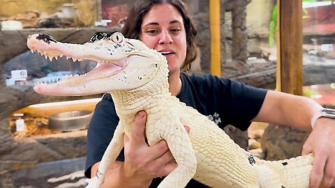 Meet Our Rare Pied Alligator🤩.