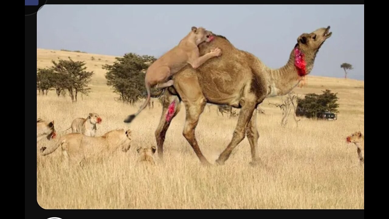 Lion Vs Camel Biggest Fight Caught On Camera _ The Lions Made A Mistake By Messing With The