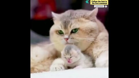 cute cat videos 😹 funny videos 😂 832 😻 #shorts #shortsfunny #cutecat #catvideos #catscare #cats