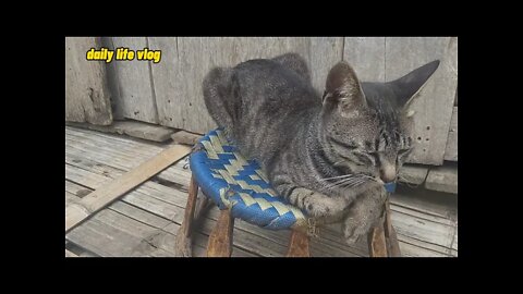 sleepy cat | daily life vlog