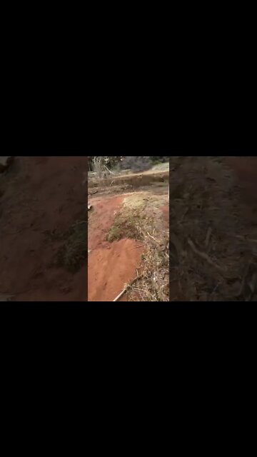 Hidden path off a trail in Canada