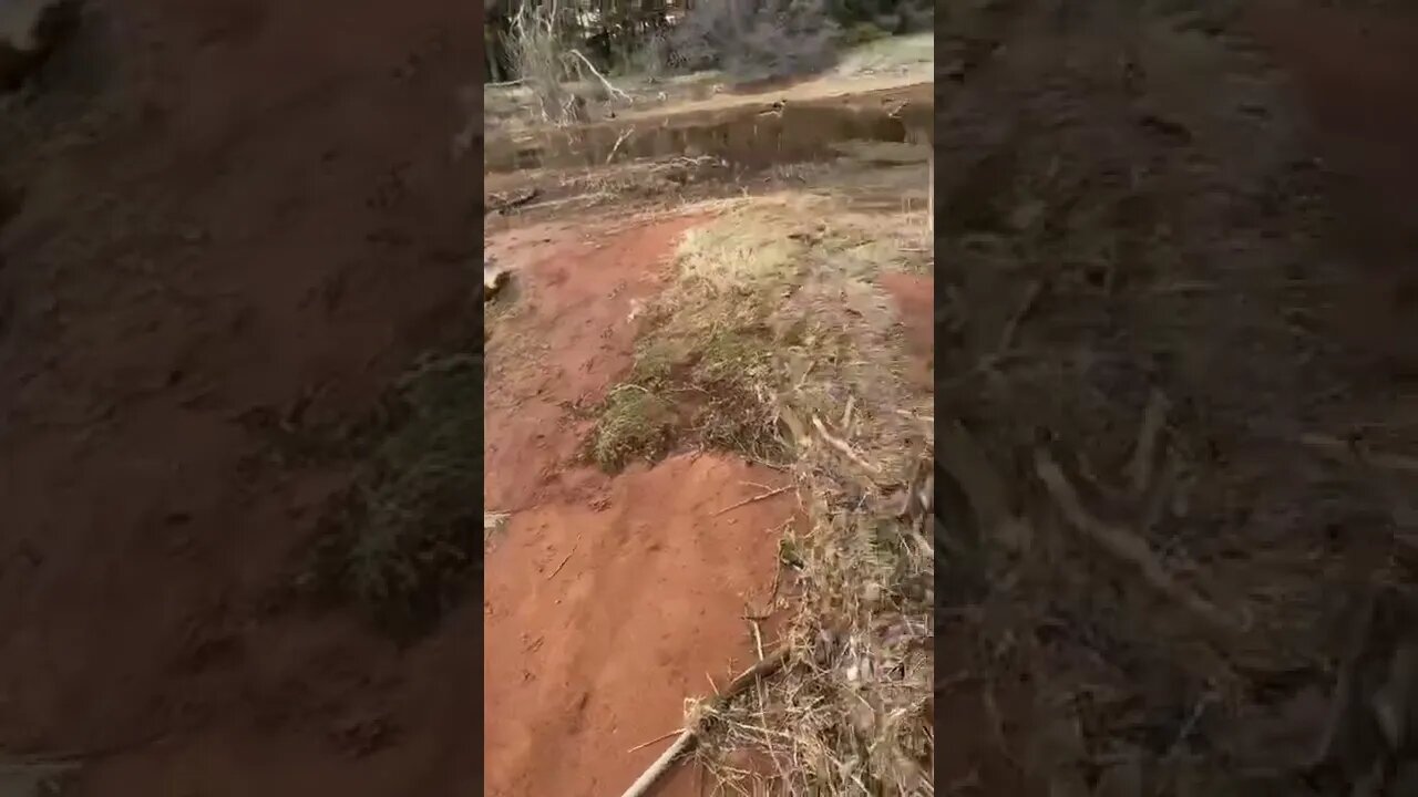 Hidden path off a trail in Canada