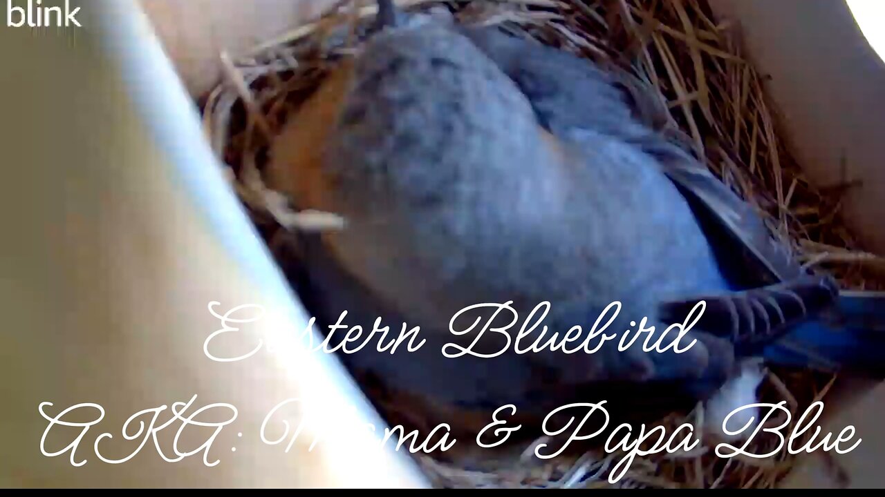 Eastern Bluebirds