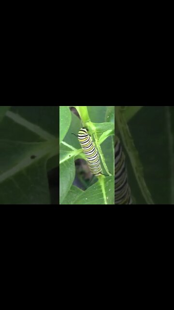 Big Monarch Caterpillars #Shorts 🌞
