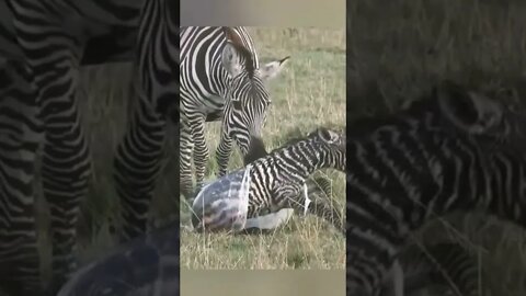 Zebra Nice animal Video #r150shorts #youtubeshorts #ytshorts #animals #ytshorts