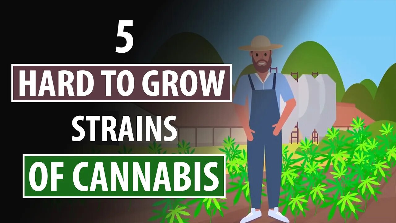 5 Hardest-To-Grow CANNABIS Strains