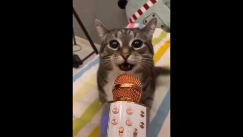 Funniest Cats Video | Funny Cats