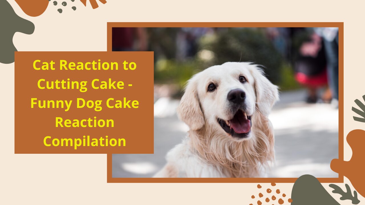 Cat Reaction to Cutting Cake - Funny Dog Cake Reaction Compilation