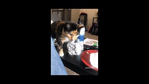 Funny Cats 🐈