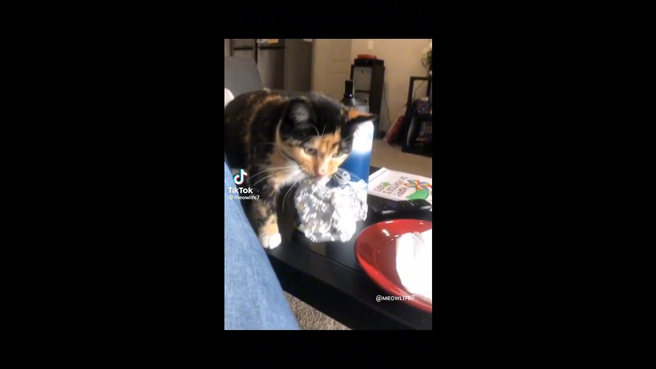 Funny Cats 🐈