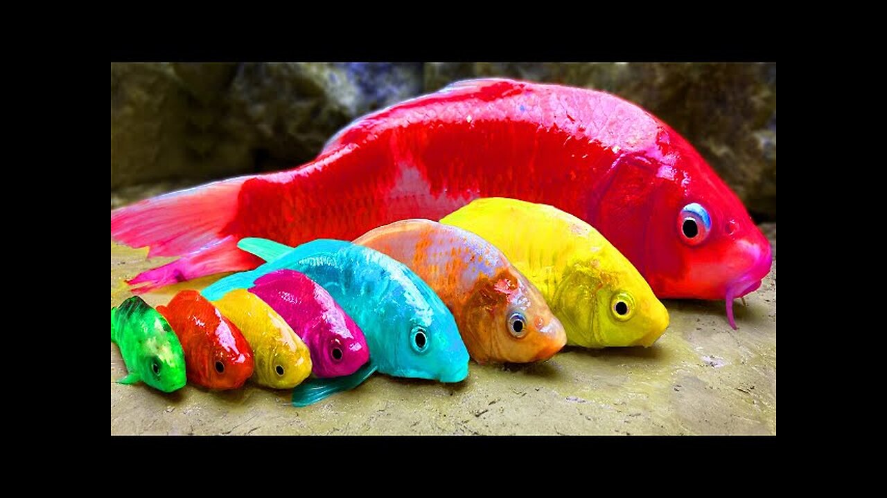 Rainbow Formation Fish | Stop Motion ASMR Experiment | Colorful Koi Fish Carp Underground Cooking