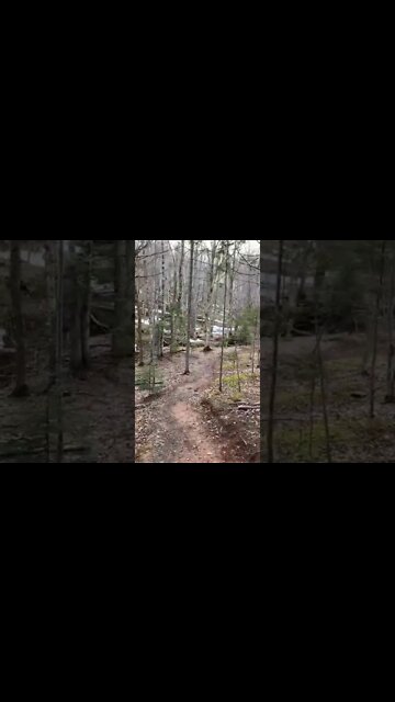 Exploring the woods in spring