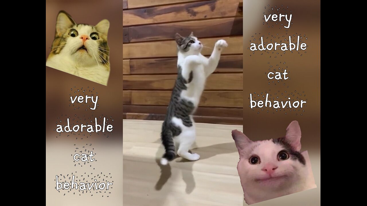 cute cat behavior