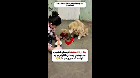mother dog