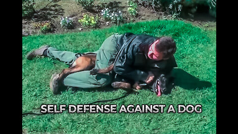 How to defend against a dog. Self defense against dog attack