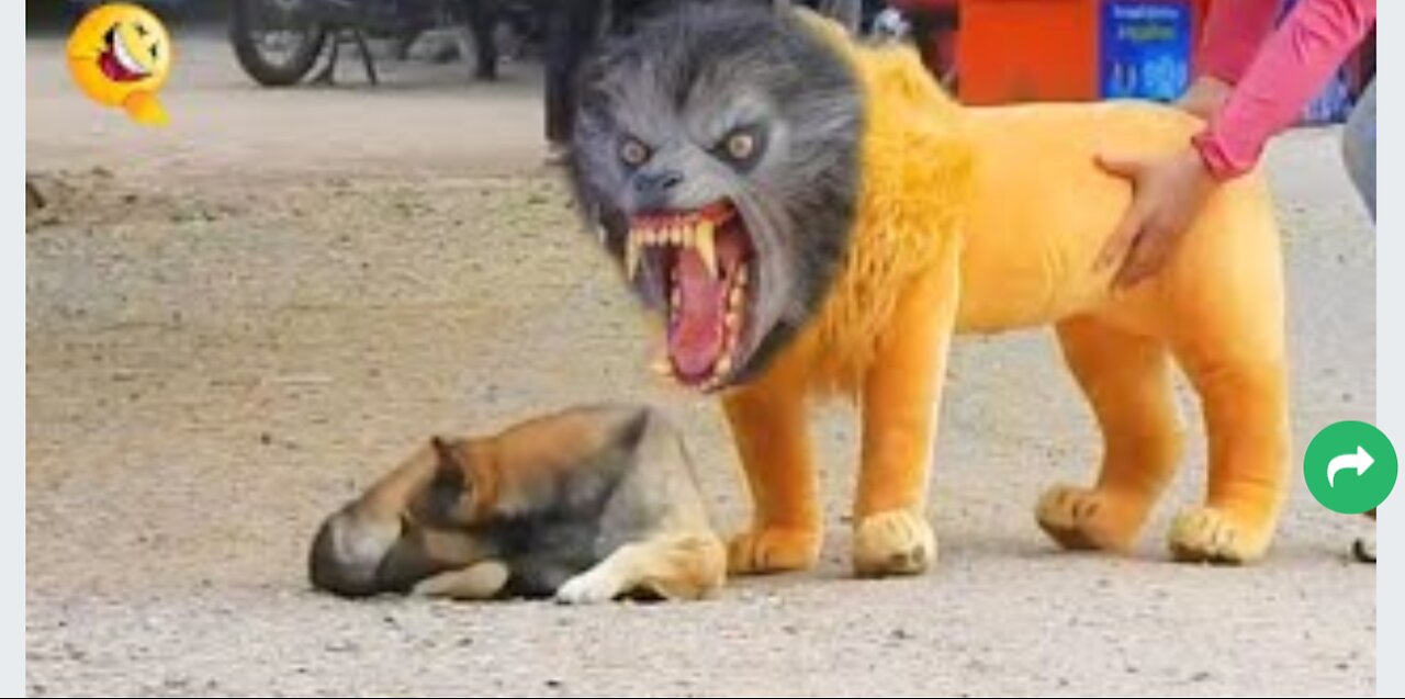 Troll Prank Dog Funny & fake Lion a🦁nd Fake Tiger 🐅Prank To dog🐕 & Huge Box Prank to dog😂🤗