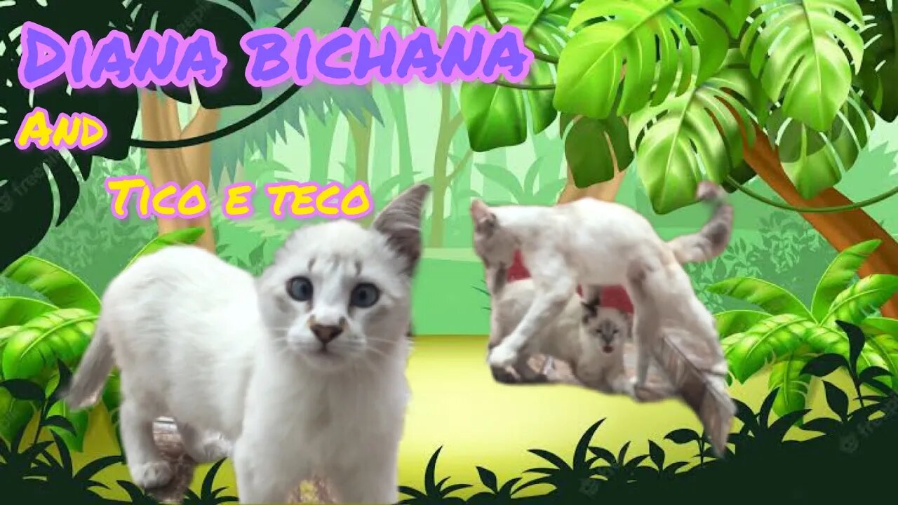 MEU QUINTAL SELVAGEM !