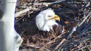 USS Eagles - Close-up of Mom incubating egg