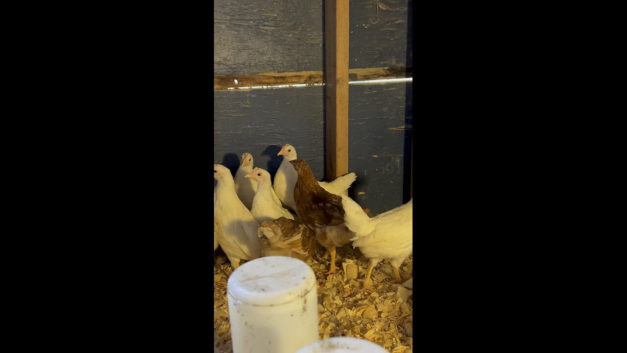 Baby Chicks at 7 weeks