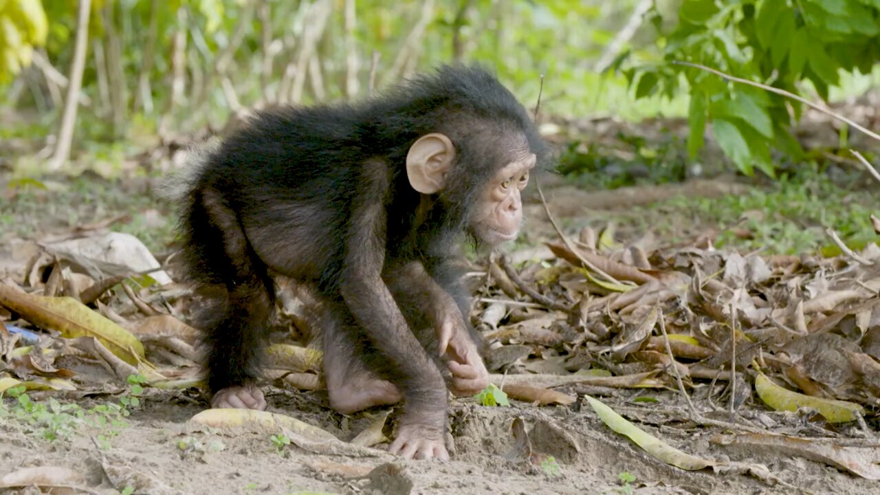 NASA JOINS JANE GOODALL TO CONSERVE CHIMPANZEE HABITATS