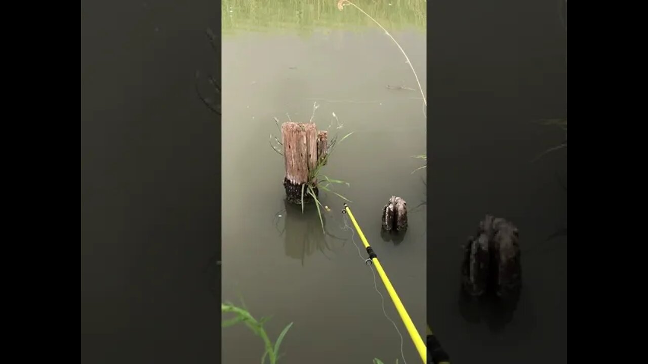 Mancing 🎣