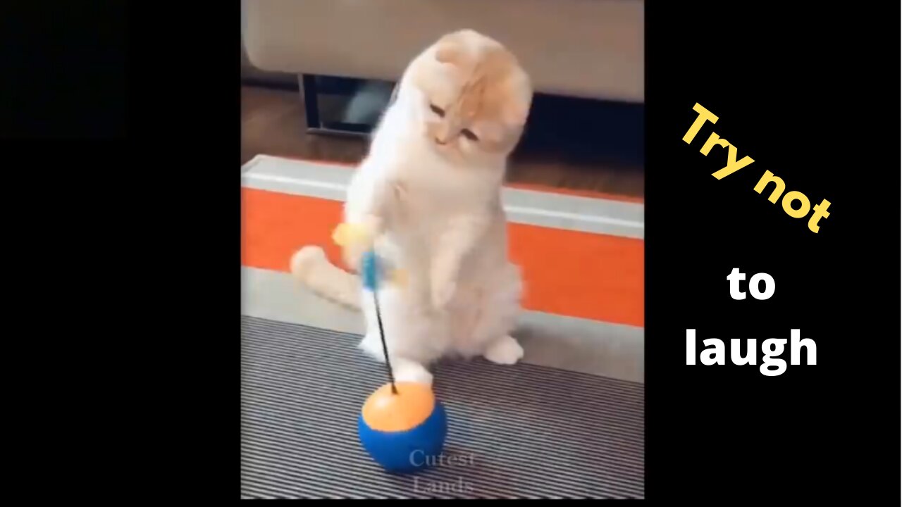 The funniest pets videos compilation