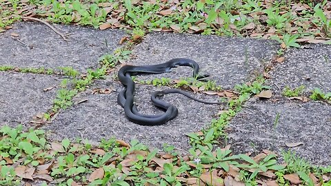 Black Racer Mating