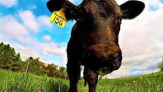 Curious newborn calf closely investigates camera in her meadow