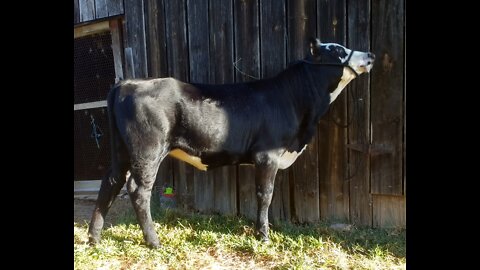 Halter Breaking A Calf; Day 2, Nina