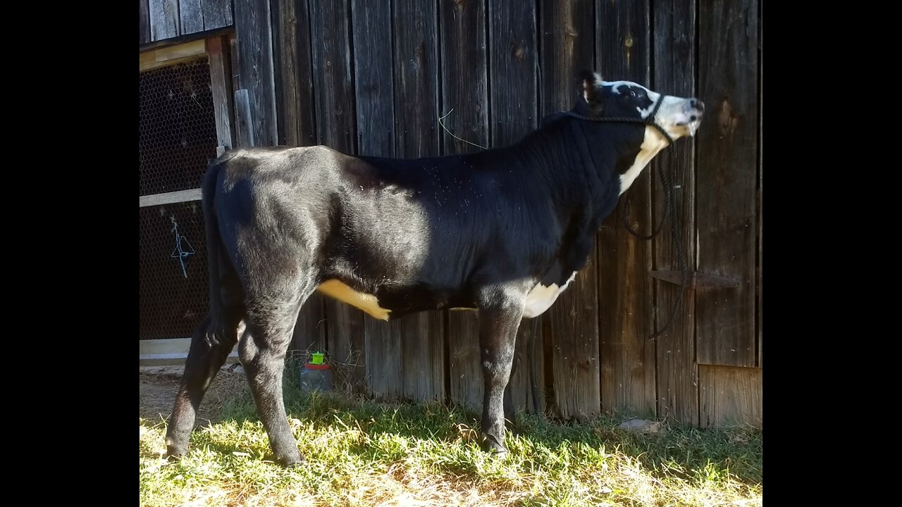 Halter Breaking A Calf; Day 2, Nina