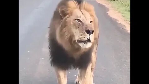 Big Lion Video shorts, African big fight lions Video #r150shorts #youtubeshorts #ytshorts #animals