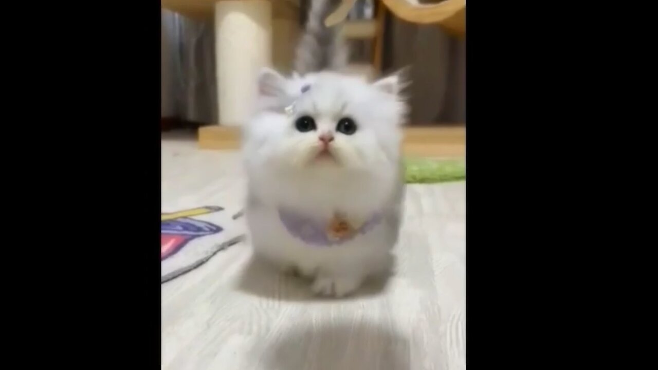 Cute cat compilation video | funny cats videos wait the end