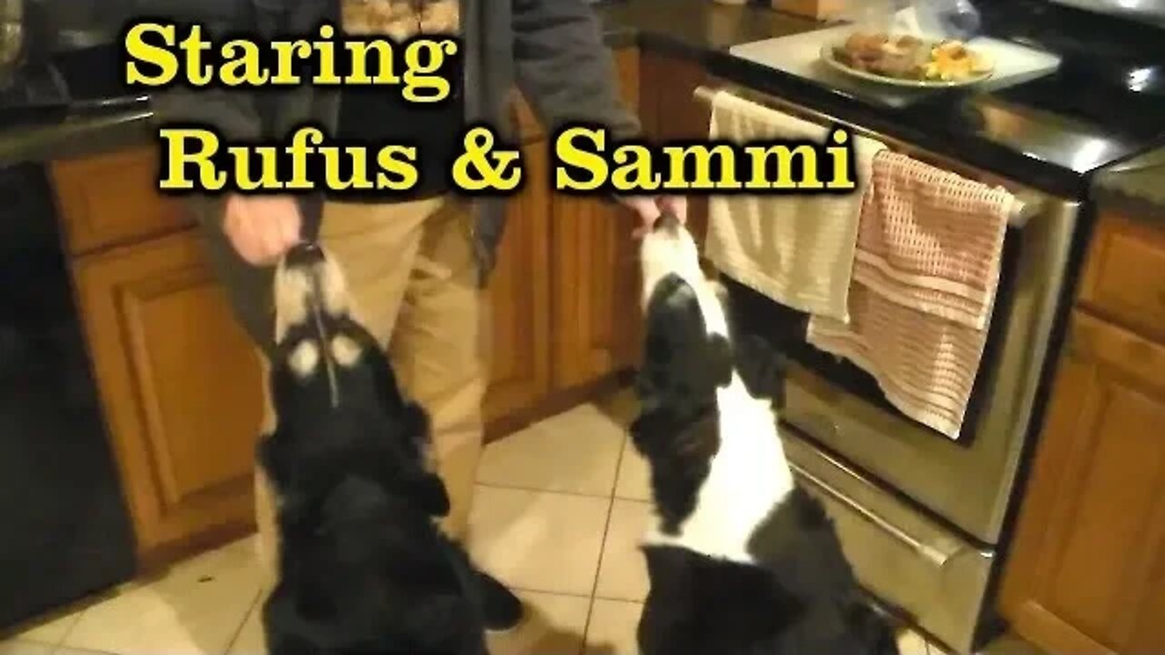 What Do Boo Bears Eat On Thanksgiving?