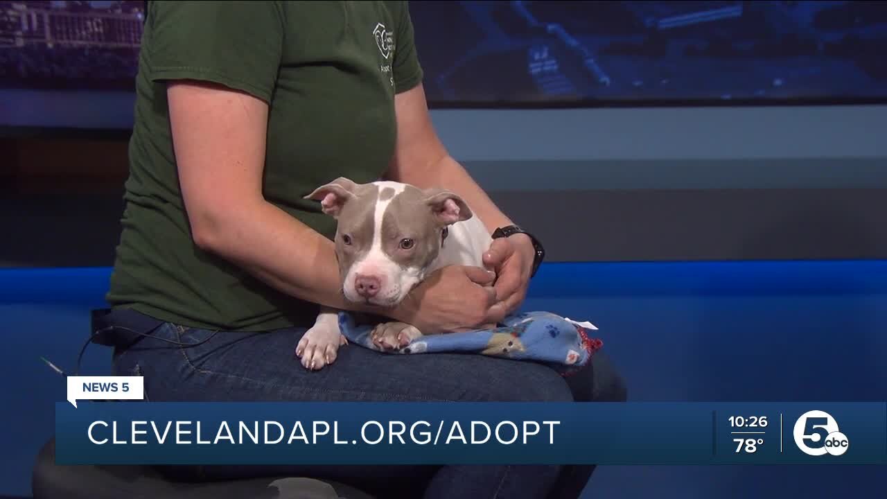 Cleveland APL Pet of the Weekend: Rummi the puppy