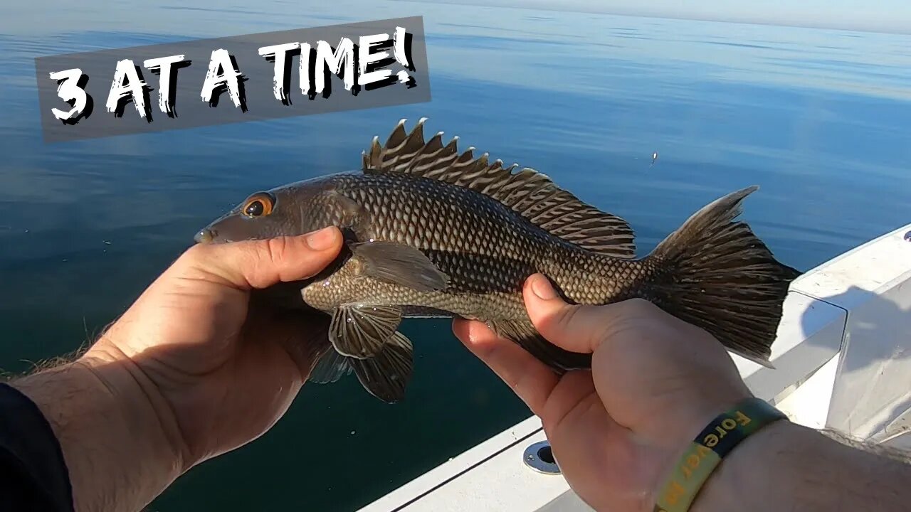 Tybee Island Black Sea Bass (Artificial Reef)