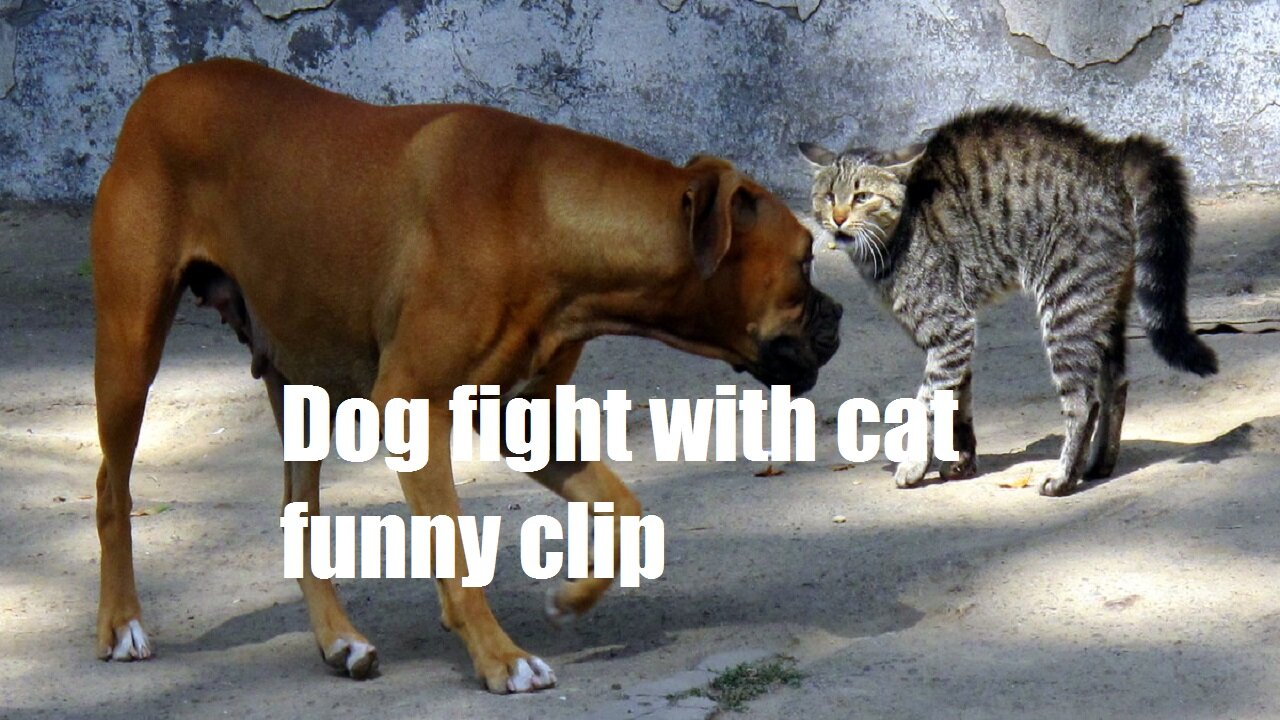 Dog fight with cat funny clip