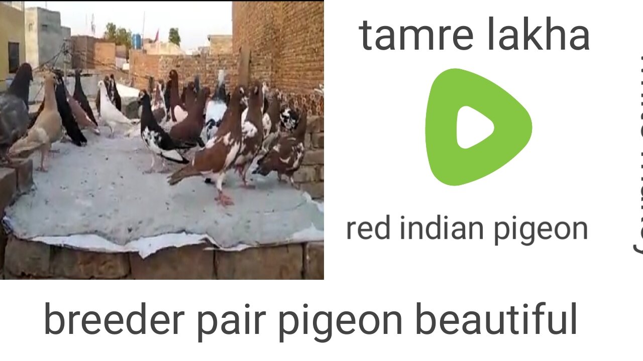 Tamra lakha beautiful breeder pair